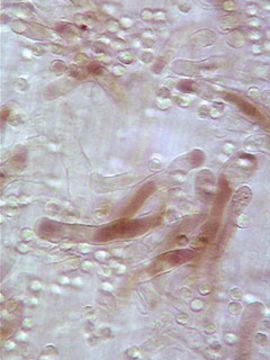 Image of <i>Hydropus floccipes</i> (Fr.) Singer 1962
