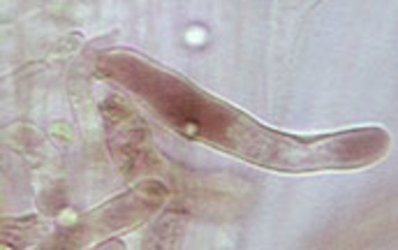 Image of <i>Hydropus floccipes</i> (Fr.) Singer 1962
