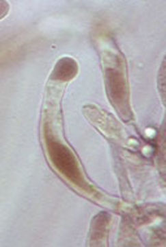 Image of <i>Hydropus floccipes</i> (Fr.) Singer 1962