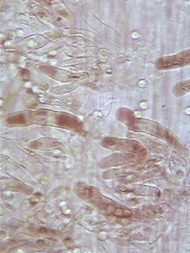Image of <i>Hydropus floccipes</i> (Fr.) Singer 1962