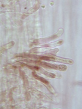 Image of <i>Hydropus floccipes</i> (Fr.) Singer 1962