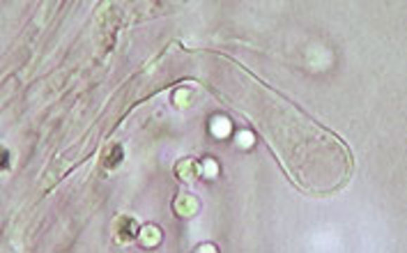 Image of <i>Hydropus floccipes</i> (Fr.) Singer 1962