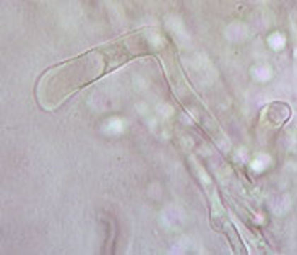 Image of <i>Hydropus floccipes</i> (Fr.) Singer 1962