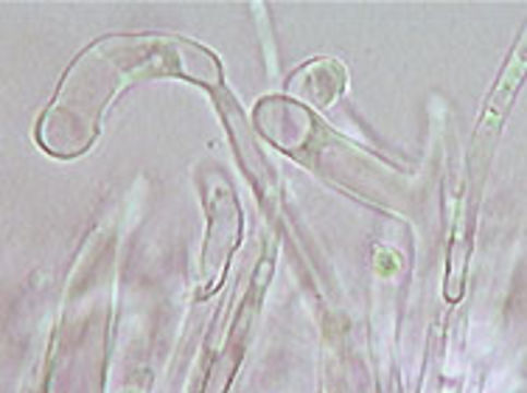 Image of <i>Hydropus floccipes</i> (Fr.) Singer 1962