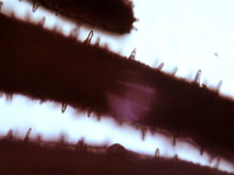 Image of <i>Hydropus floccipes</i> (Fr.) Singer 1962