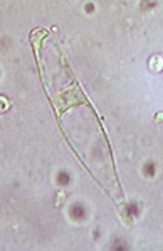 Image of <i>Hydropus floccipes</i> (Fr.) Singer 1962