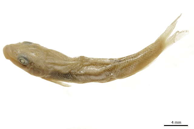 Image of Catostomus