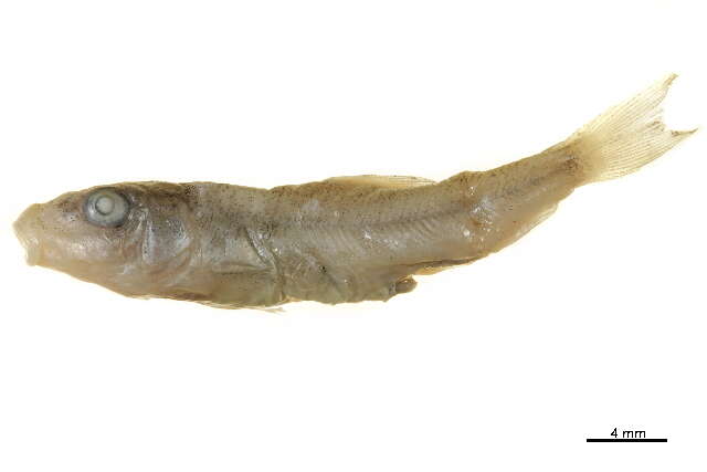 Image de Catostomus