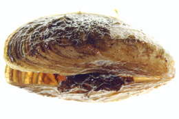 Image of mussel