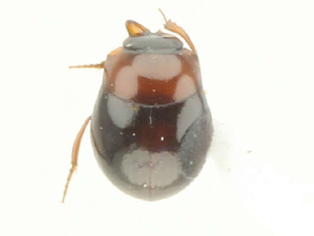 Image of Scarabaeinae incertae sedis