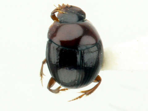 Image of Scarabaeinae incertae sedis