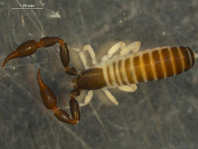 Image de Olpiidae Banks 1895