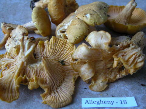 Image of Chanterelles