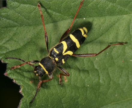 Image of Clytus arietis (Linné 1758)