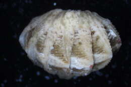 Sivun Callistoplacidae Pilsbry 1893 kuva
