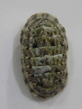 Image of Chiton Linnaeus 1758