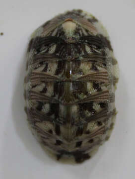 Image of Chiton Linnaeus 1758