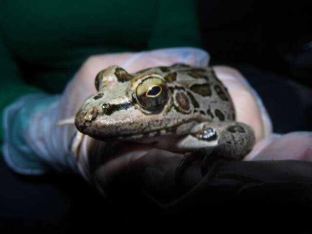 Image of Lithobates Fitzinger 1843