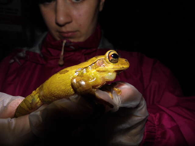 Image of Mexican Treefrogs