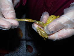 Image of Mexican Treefrogs