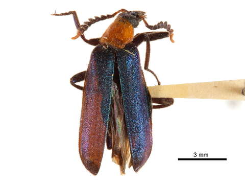 Image of Prionoceridae