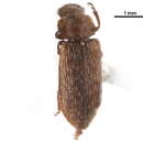 Image of Protocucujidae