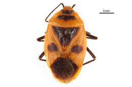 Image of Parastrachiidae