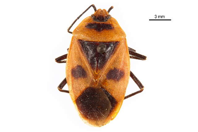 Image of Parastrachiidae