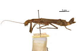 Image of Aschiphasmatidae