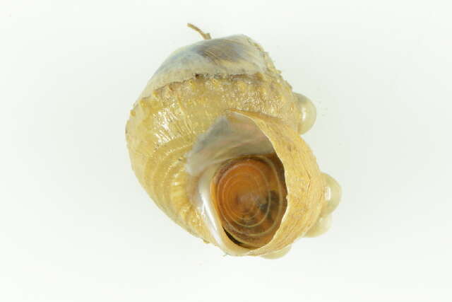 Image of Eucyclidae