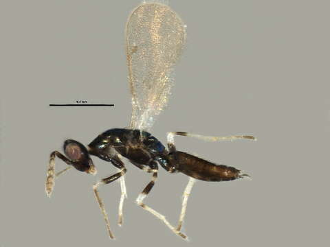 Image of Diglyphus