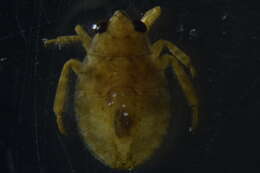 Image of giant water bug