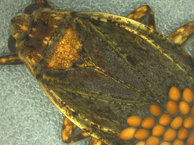 Image of giant water bug