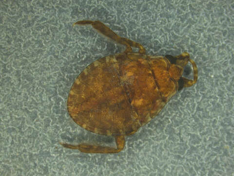 Image of giant water bug