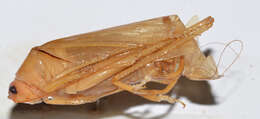 Image of Sinochlora