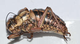 Image of Bradyporinae