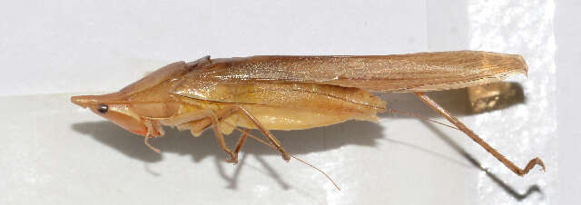 Image de Euconocephalus