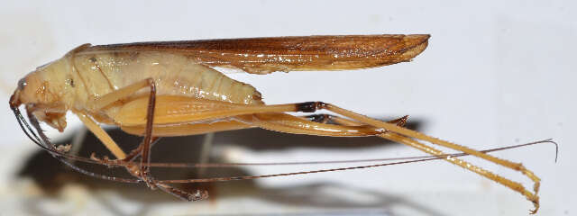 Image of Meconematinae
