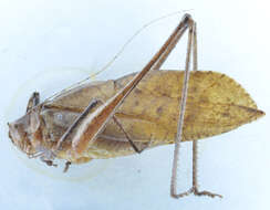 Image of Mecopoda