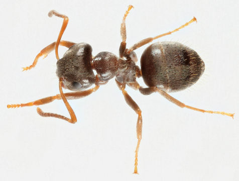 Image of Small black ant