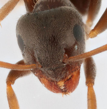 Image of Small black ant