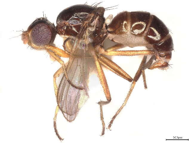 Image of Archisepsis