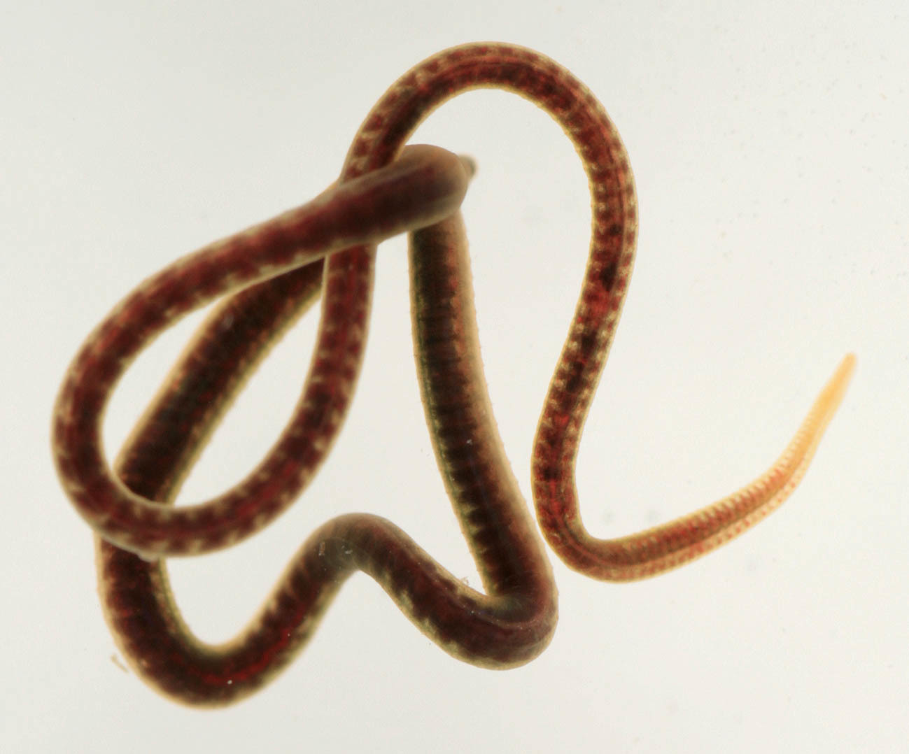 Активный червь. Limnodrilus hoffmeisteri. Малощетинковые черви трубочник.