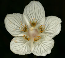 Image of <i>Parnassia <i>palustris</i></i> var. palustris