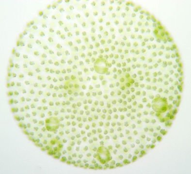 Image of <i>Volvox tertius</i>