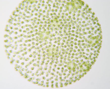 Image of <i>Volvox tertius</i>