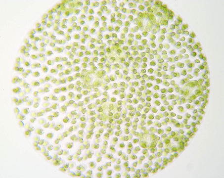 Image of <i>Volvox tertius</i>