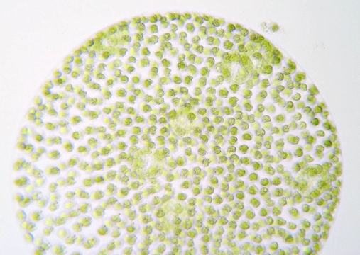 Image of <i>Volvox tertius</i>