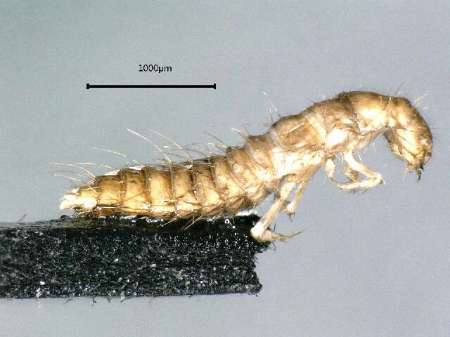 Image of False Lomechusini