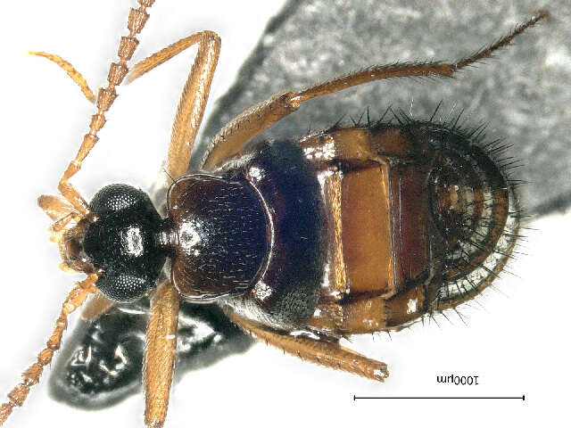 Image of False Lomechusini